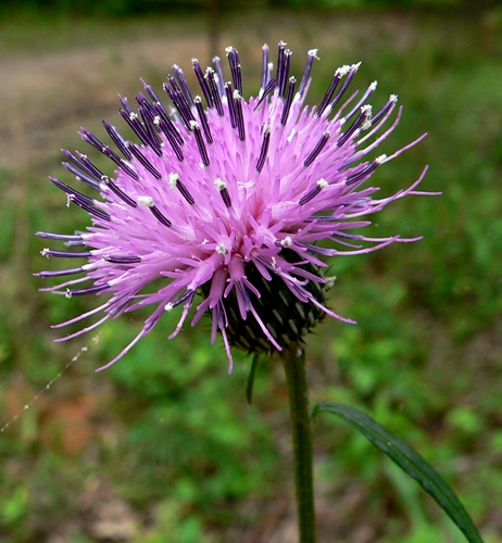 {Cirsium carolinianum}